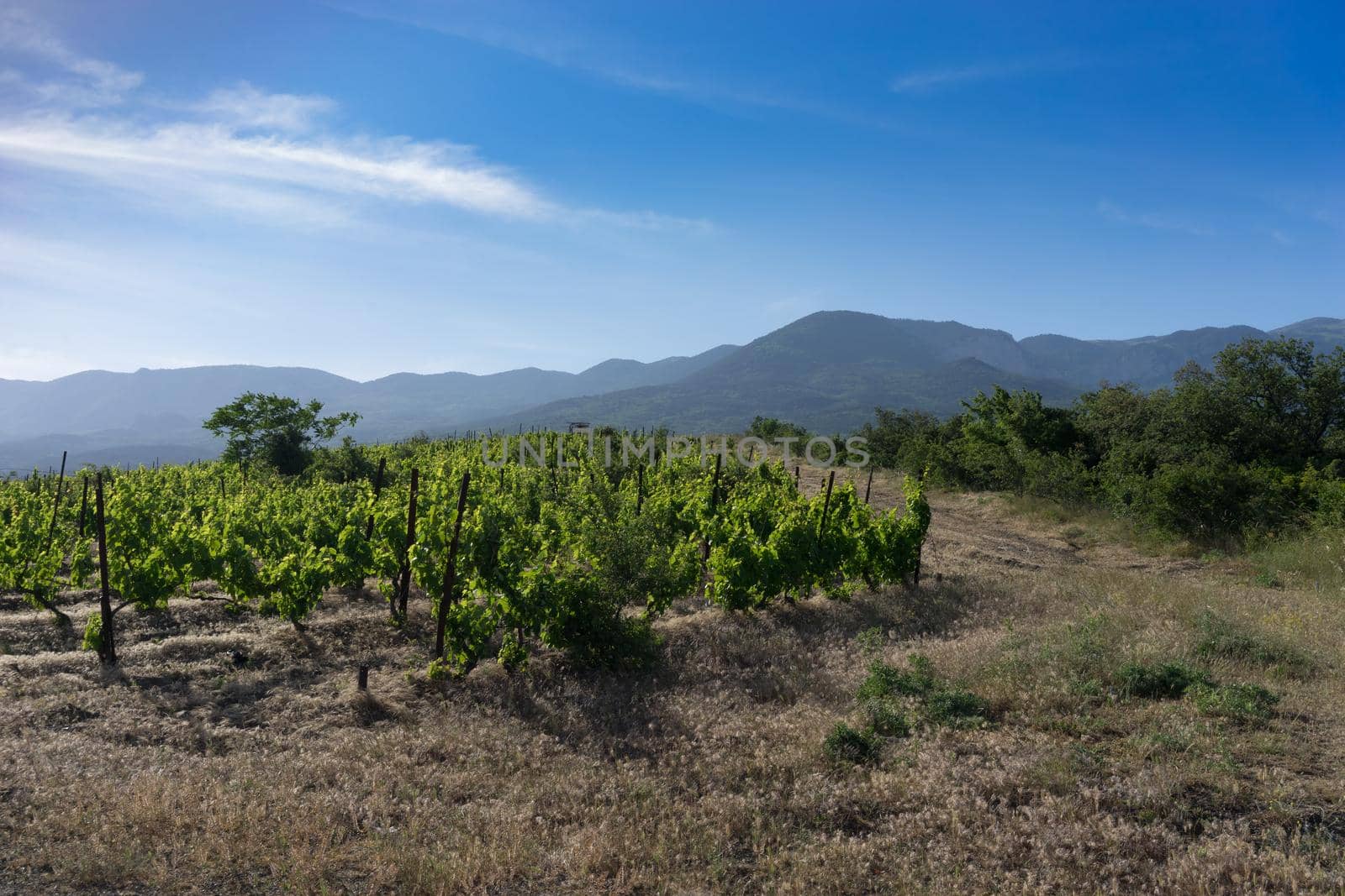 Natural landscape with green vineyards against the blue sky in the Crimea.
