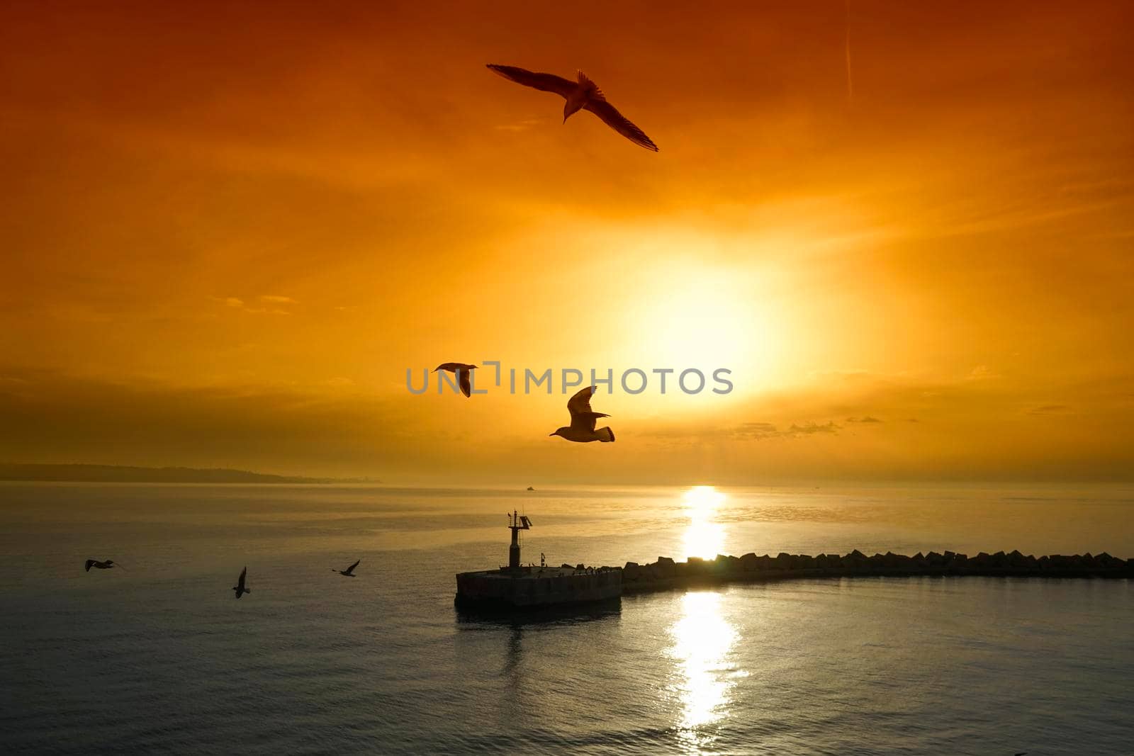 Sunset over seascape with seagulls. beauty of nature