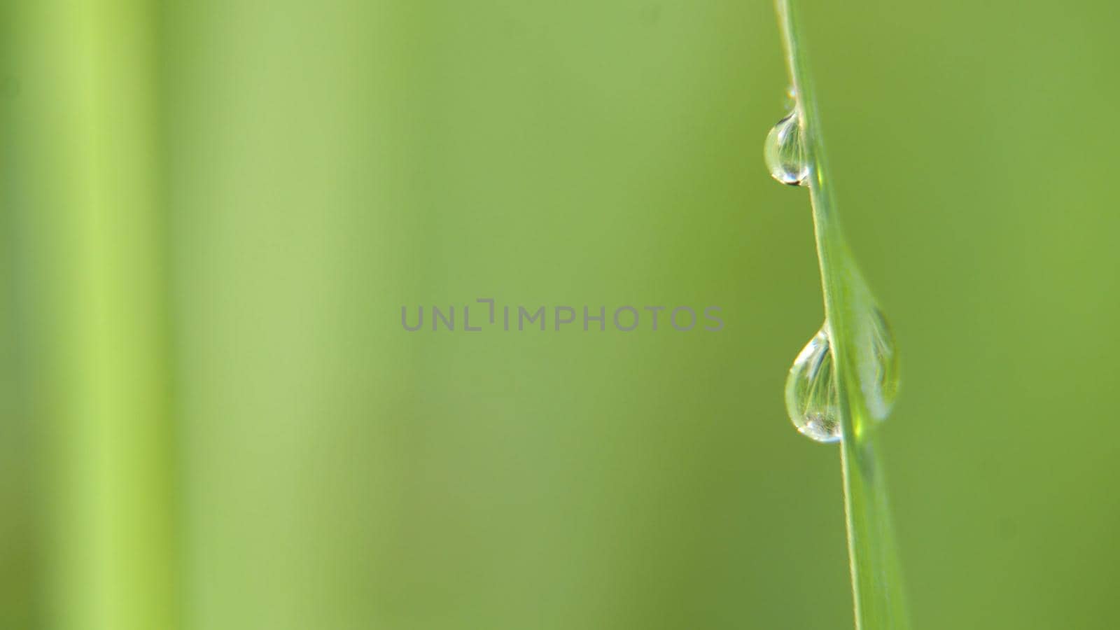 Drop of dew in morning on leaf with sun light. Water drops on the green grass. Water drops on fresh green lea close up, macro.