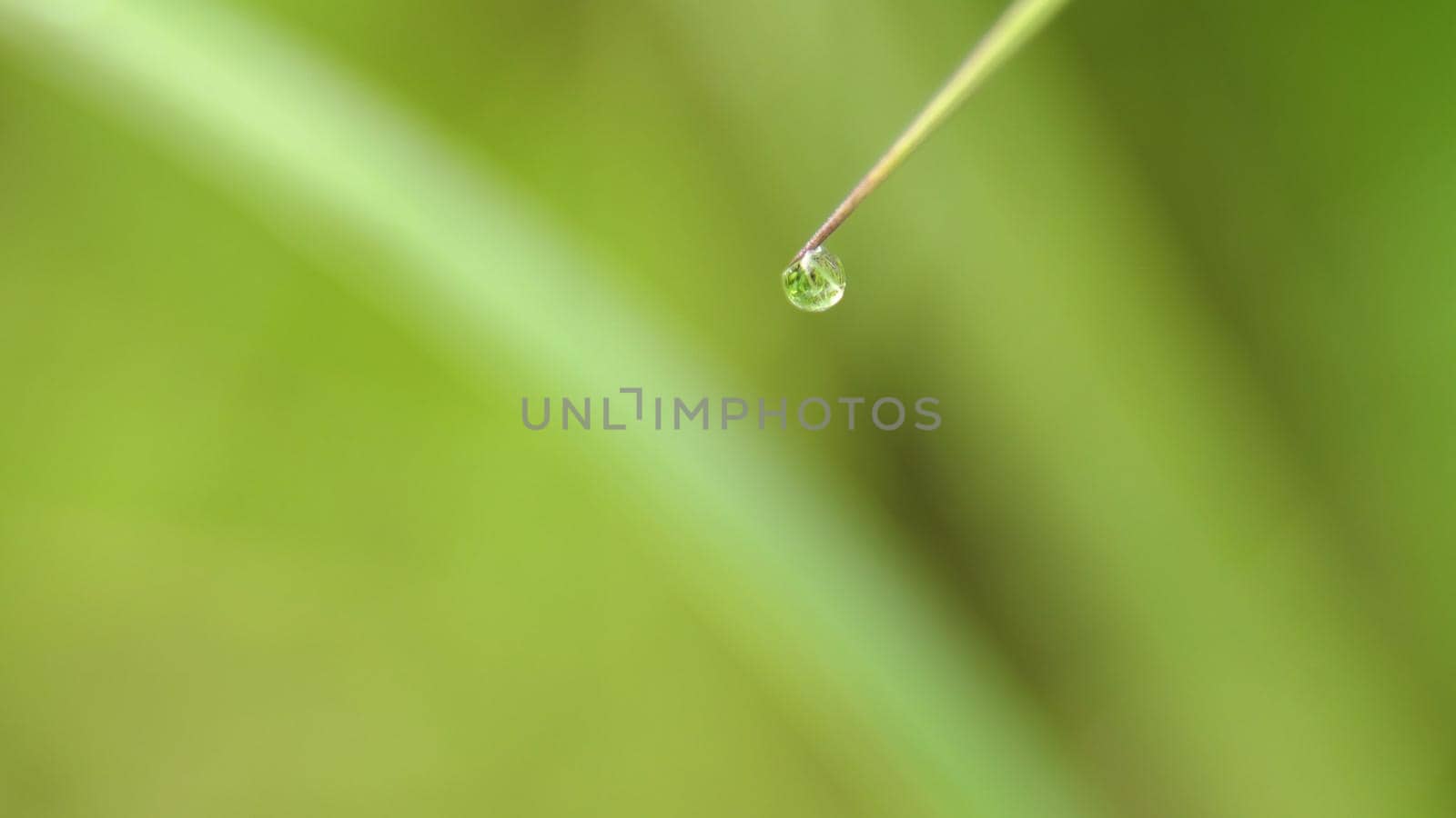 Drop of dew in morning on leaf with sun light. Water drops on the green grass. Water drops on fresh green lea close up, macro.