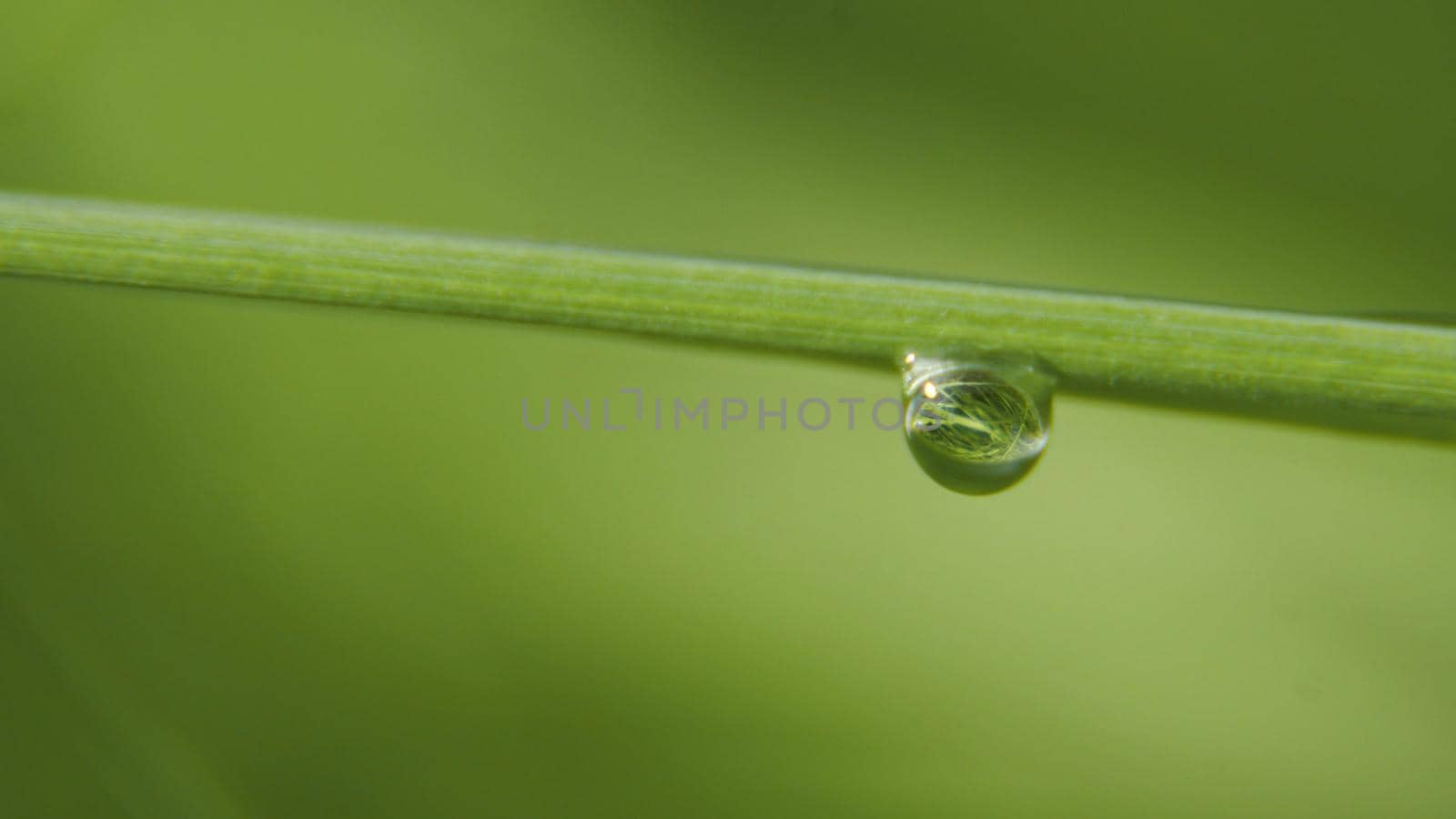Drop of dew in morning on leaf with sun light. Water drops on the green grass. Water drops on fresh green lea close up, macro.