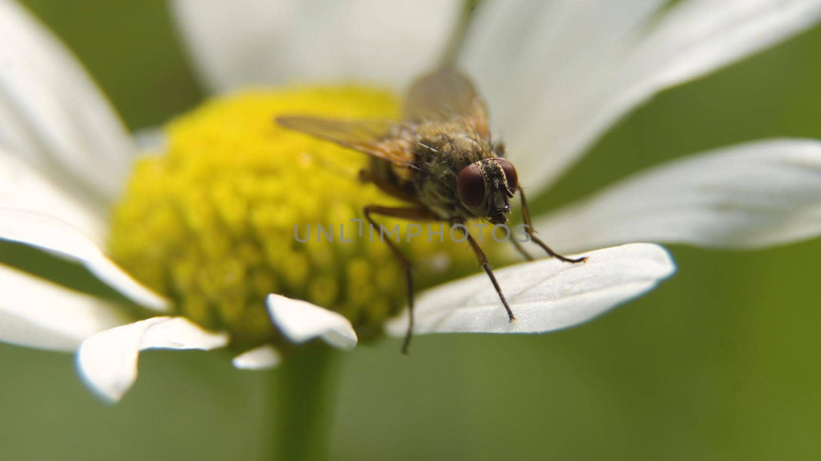 Insect bug on a plant leaf, Close up, macro. Insect in the natural environment.