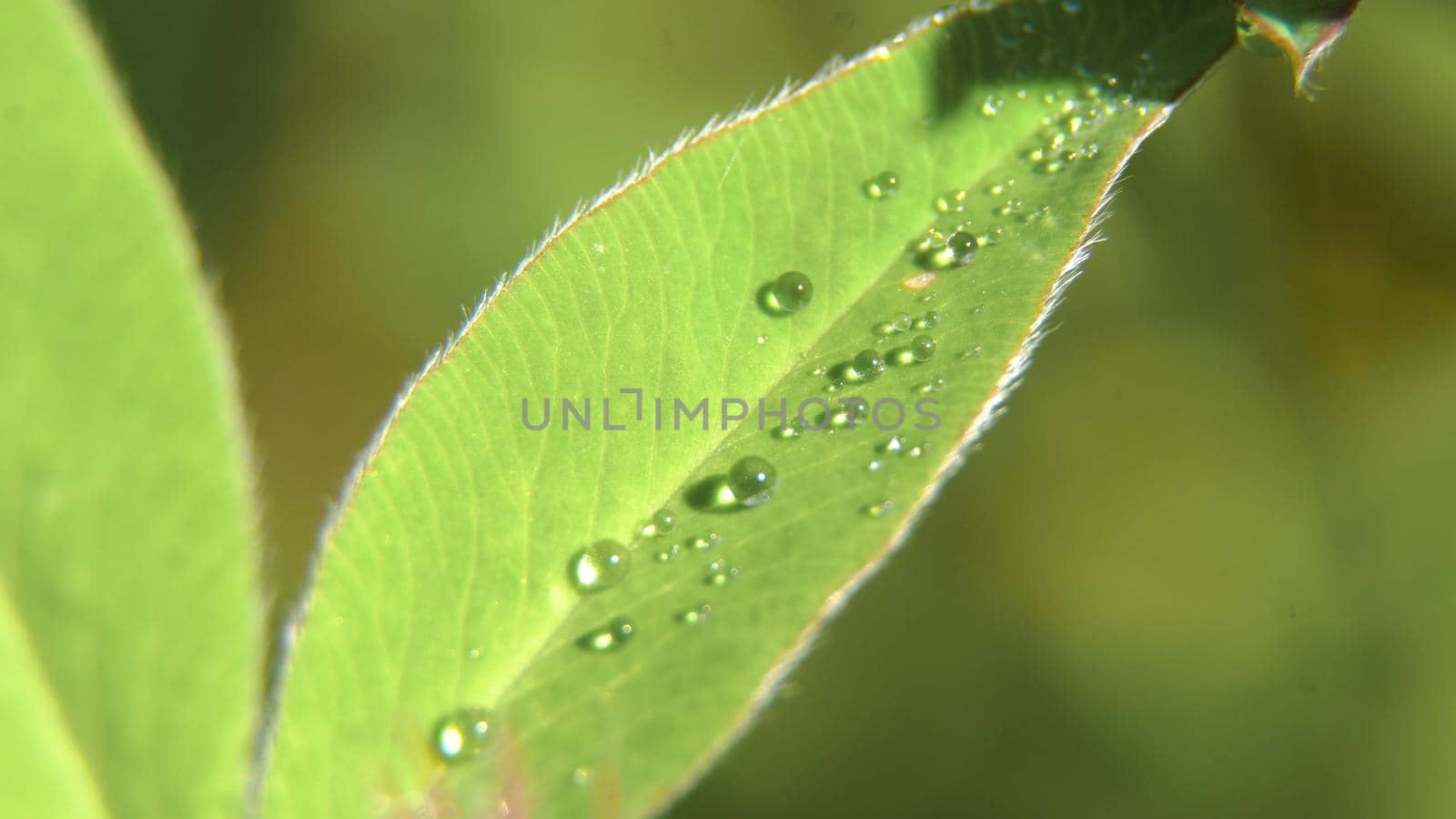 Drop of dew in morning on leaf with sun light. Water drops on the green grass. Water drops on fresh green lea close up, macro.