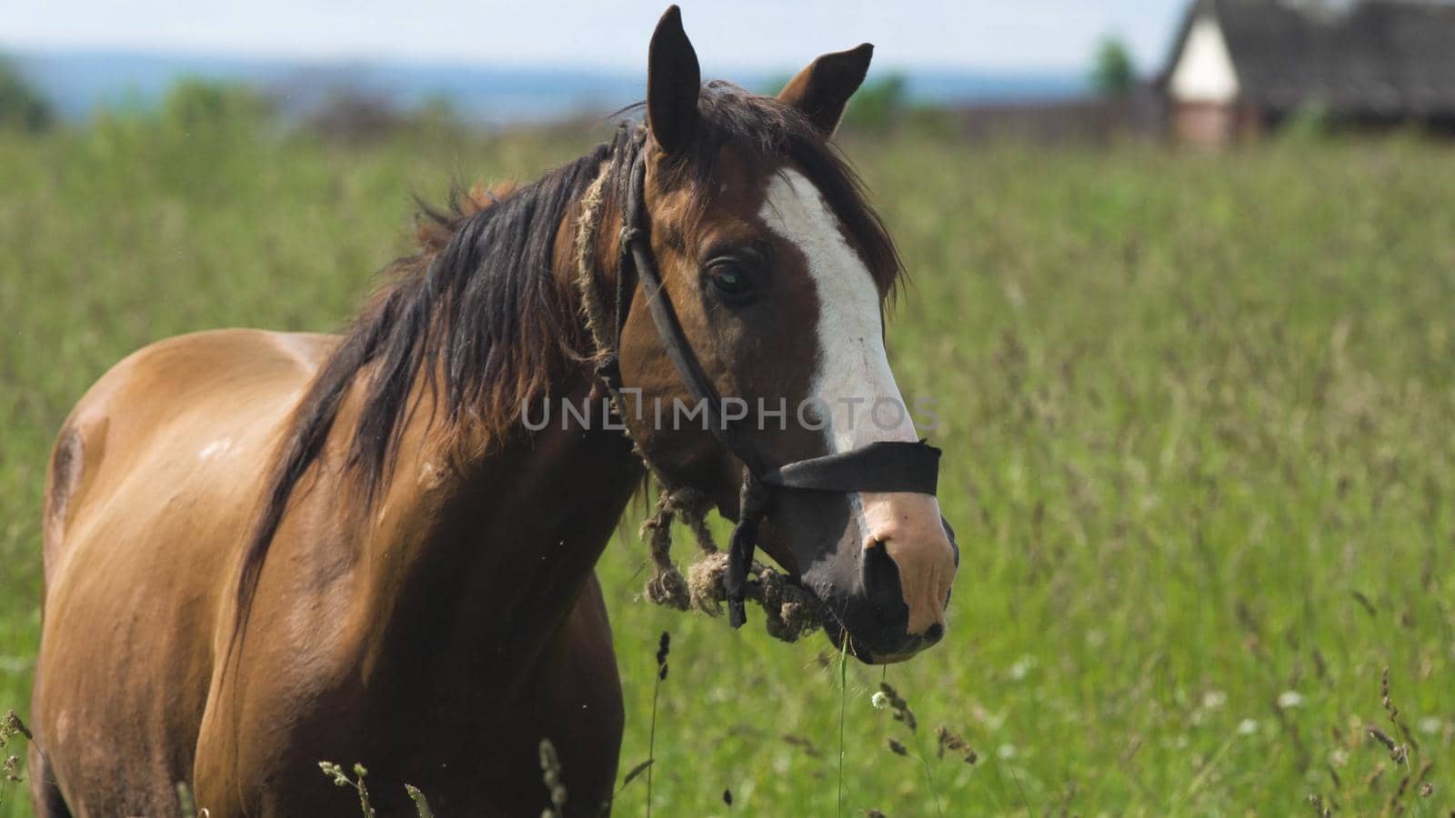Horses graze in the meadow. Horses grazing on the summer green pasture.