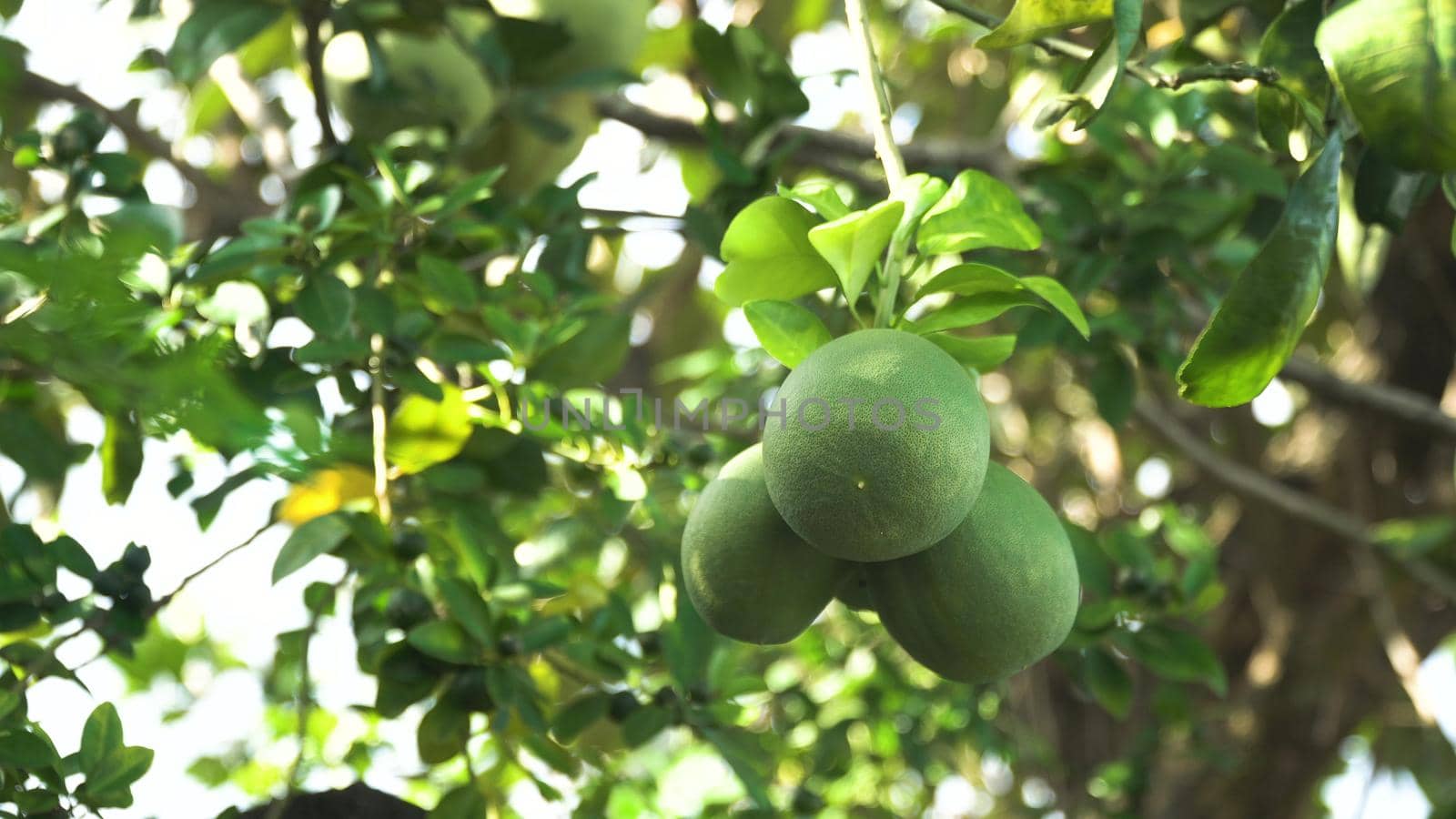 Pomelo fruit hanging on the tree. Pomelo fruit on the pomelo tree garden. Philippines.