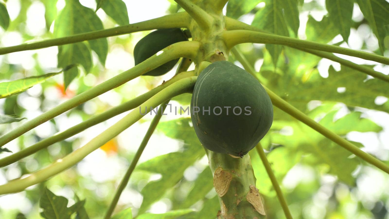 Papaya tree and bunch of fruits. Green papaya fruit on the tree. Philippines.