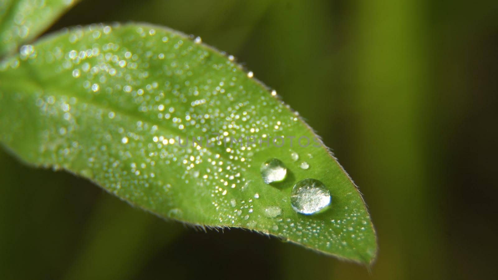 Drop of dew in morning on leaf with sun light. Water drops on the green grass. Water drops on fresh green lea close up, macro.