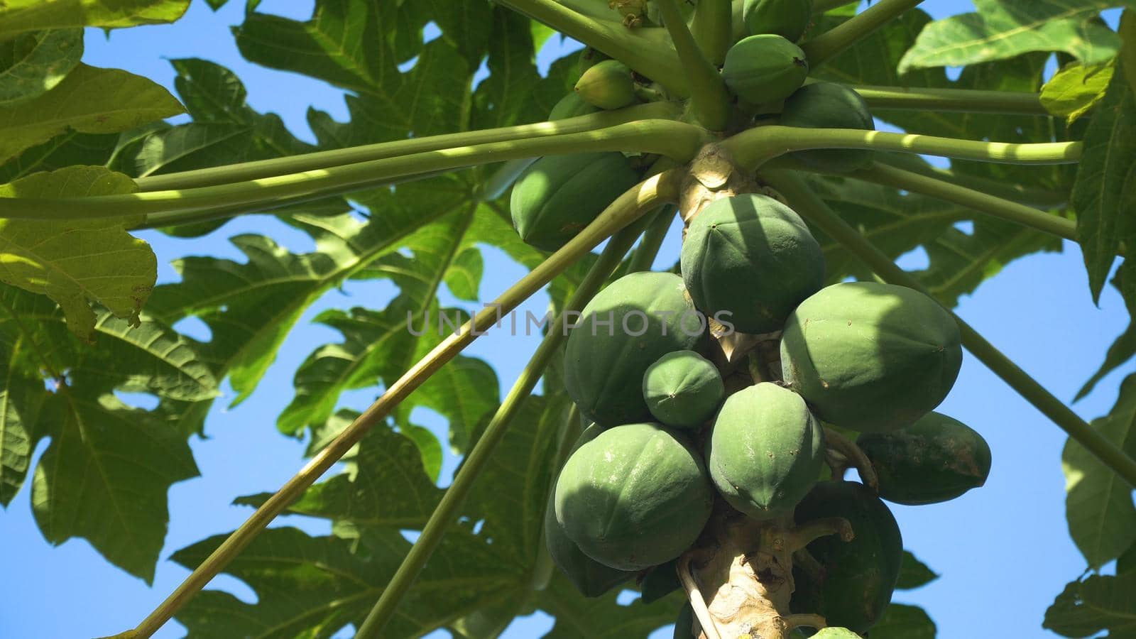 Papaya tree and bunch of fruits. Green papaya fruit on the tree. Philippines.