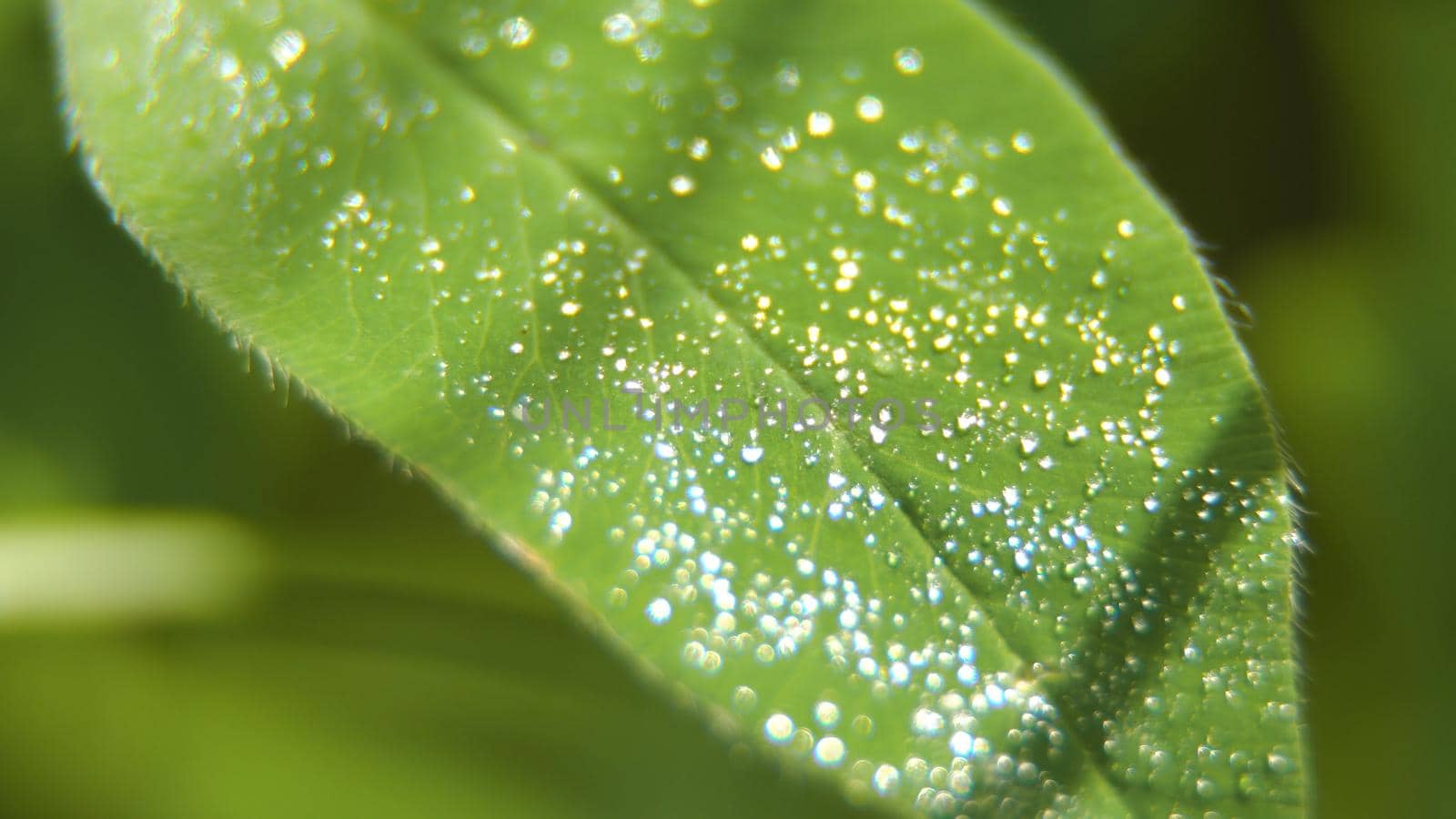 Drop of dew in morning on leaf with sun light. Water drops on the green grass. Water drops on fresh green lea close up, macro.