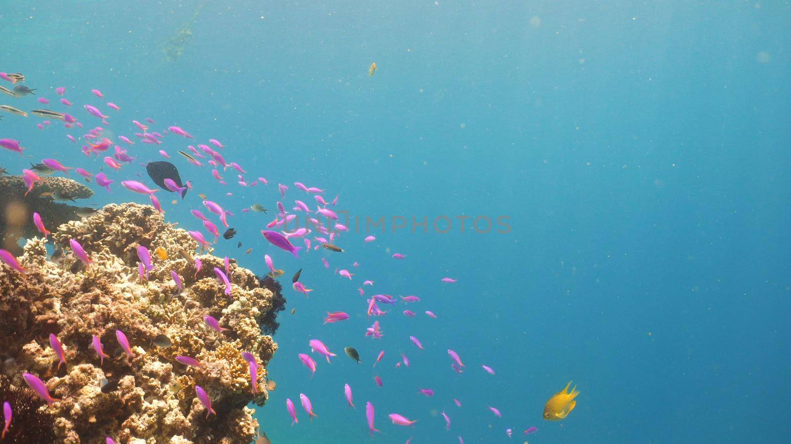 Fish and coral reef. Tropical fish on a coral reef. Wonderful and beautiful underwater world with corals and tropical fish. Hard and soft corals. Diving and snorkeling in the tropical sea. Travel concept.
