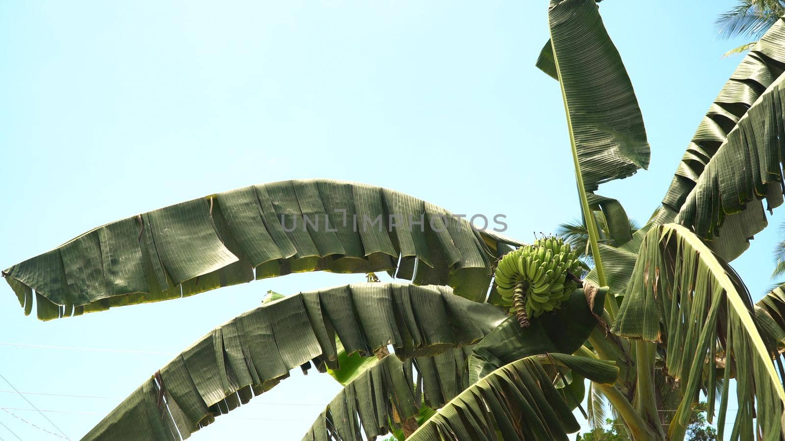Green bananas on a tree. Banana flower on the tree. Bunch of bananas on tree.