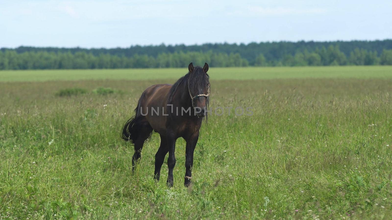 Horses graze in the meadow. Horses grazing on the summer green pasture.