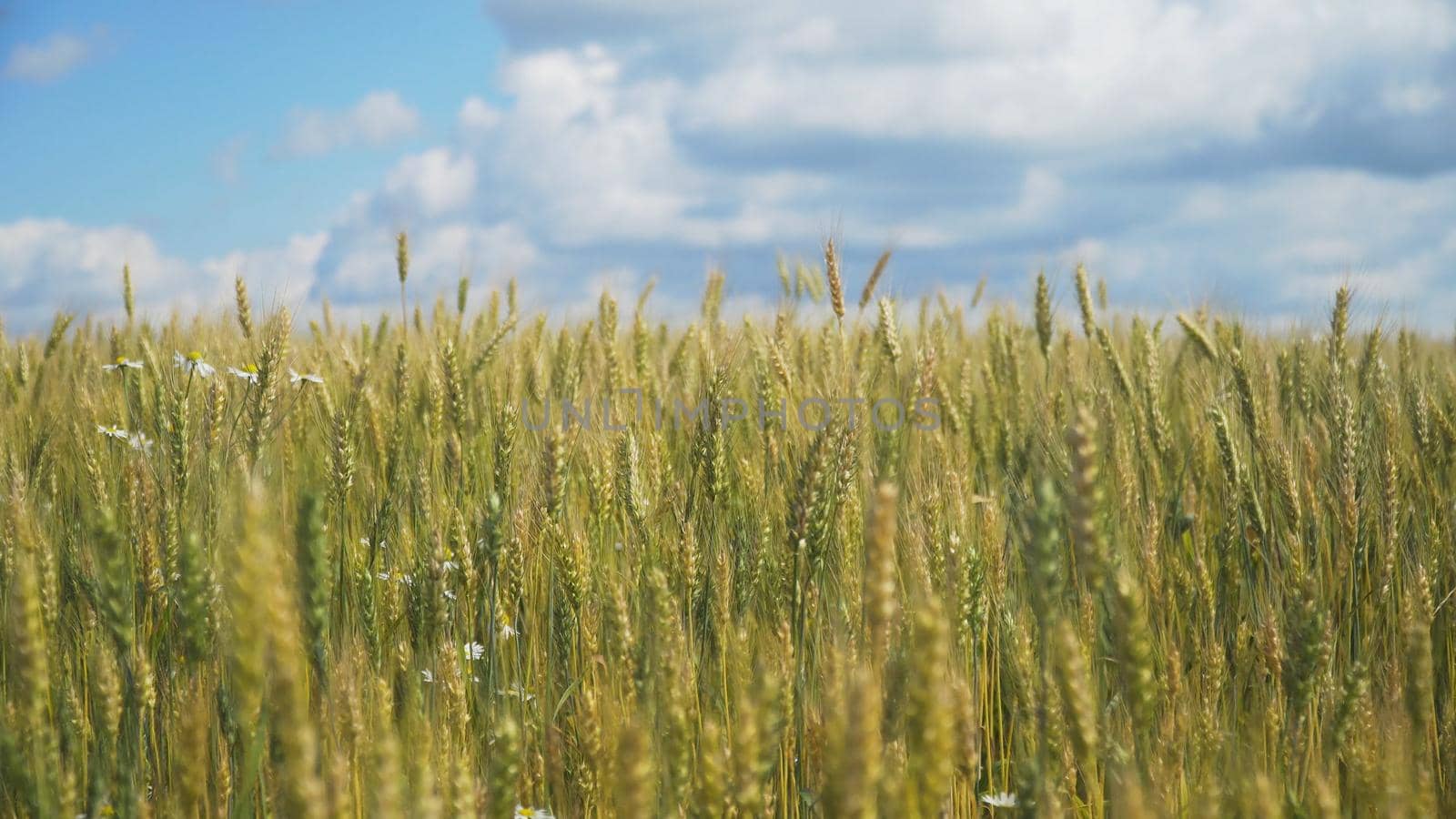 Wheat ears in field. blue sky, clouds. Golden wheat field. Yellow grain ready for harvest growing in farm field.