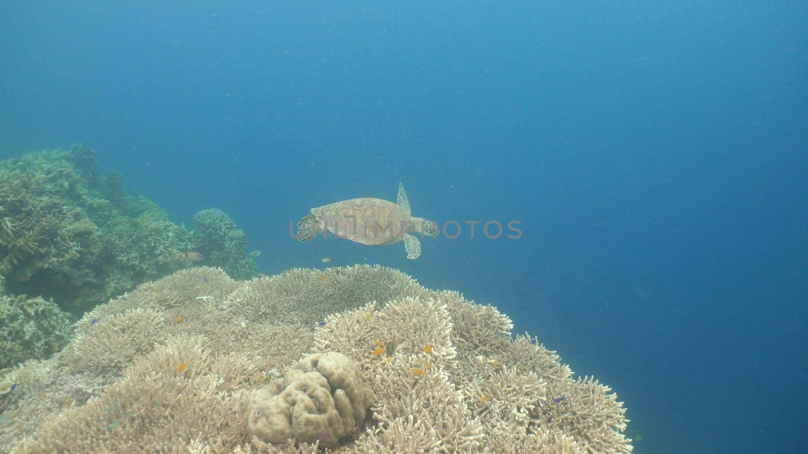 Sea turtle swimming underwater over corals. Sea turtle moves its flippers in the ocean under water. Wonderful and beautiful underwater world. Diving and snorkeling in the tropical sea. Philippines.