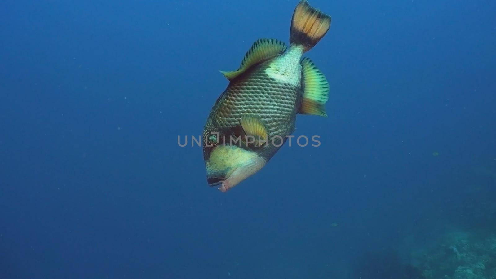 Giant Triggerfish on a coral reef. Dive, underwater world, corals and tropical fish. Bali,Indonesia. Diving and snorkeling in the tropical sea. Wonderful and beautiful underwater world with corals and tropical fish.