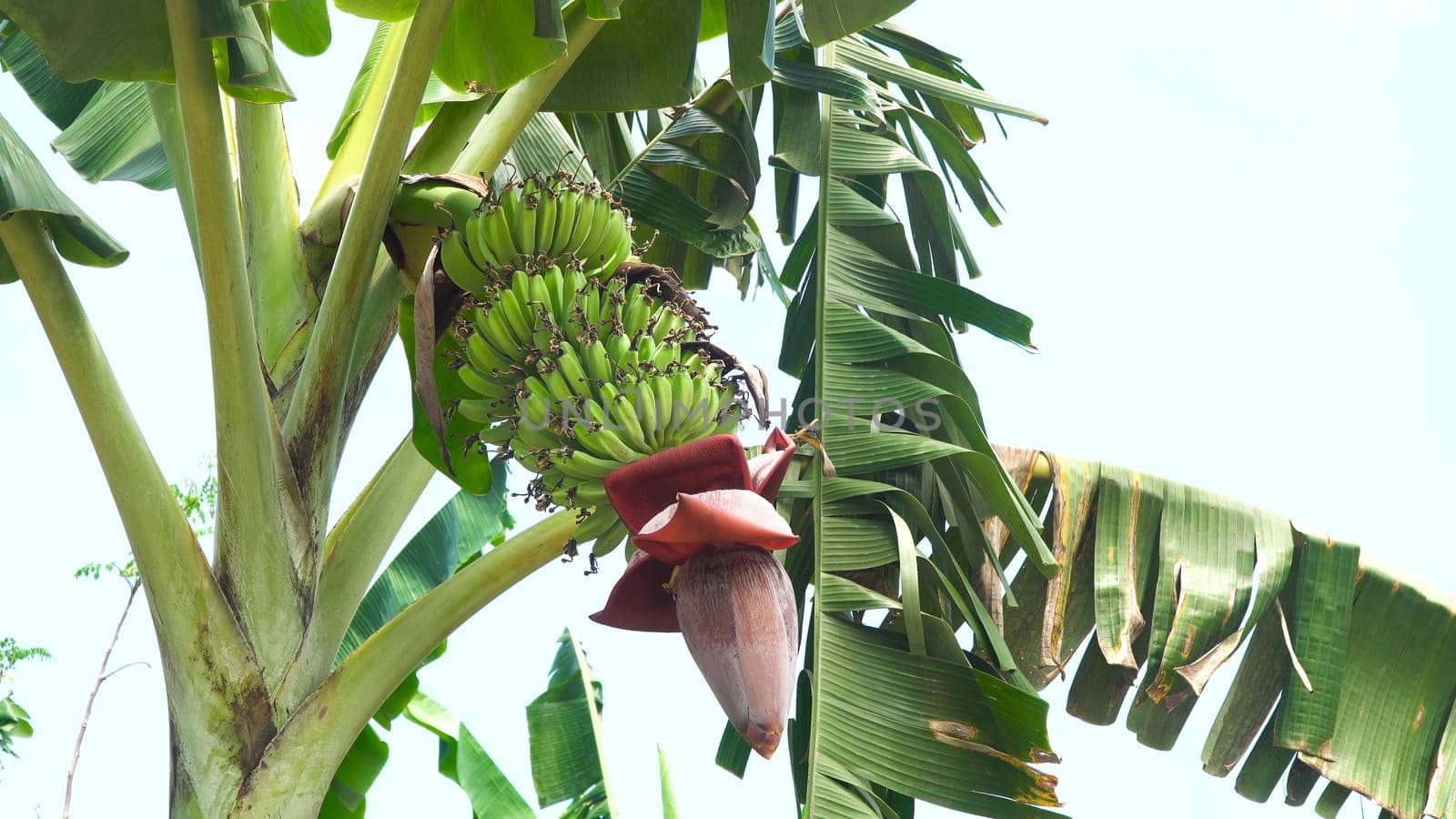 Green bananas on a tree. Banana flower on the tree. Bunch of bananas on tree.