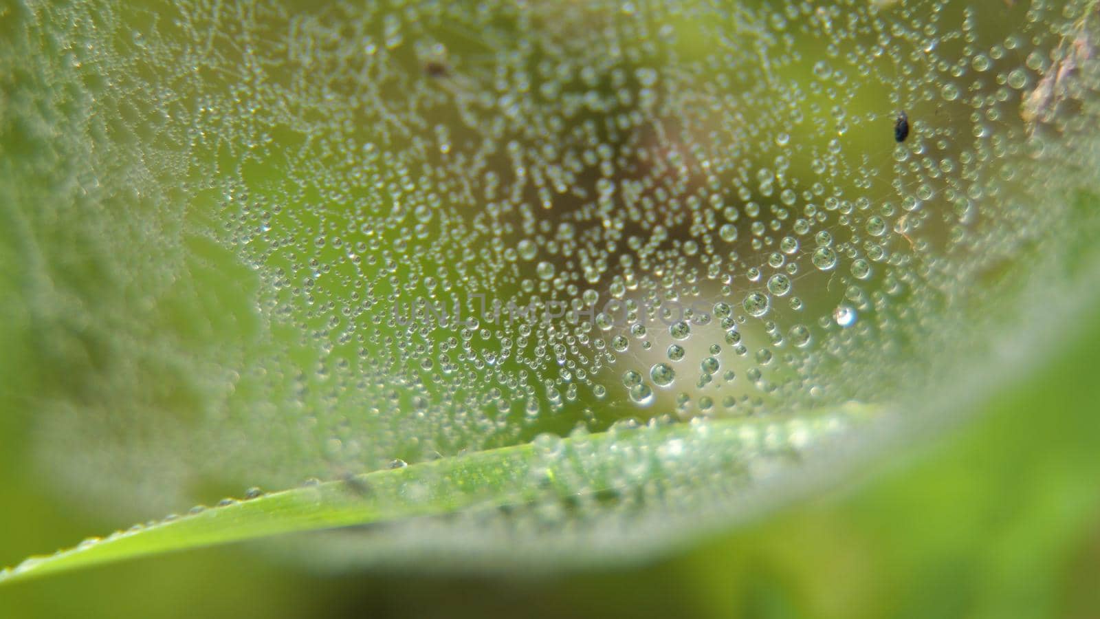Drop of dew in morning on leaf with sun light. Water drops on the green grass. Water drops on fresh green lea close up, macro.