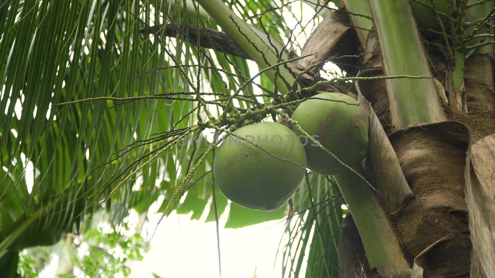 Green coconut at tree. Coconuts on a palm tree on a sunny day.