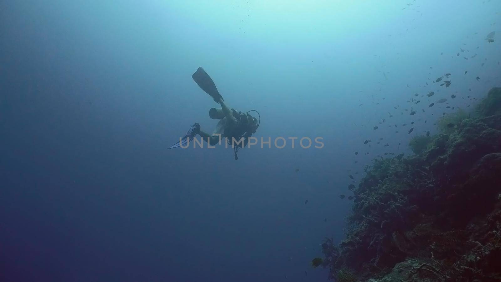 Scuba diver explores underwater coral reef and watching the fish.Scuba diver underwater in a tropical sea.Tropical fish on a coral reef. Diving and snorkeling in the tropical sea.