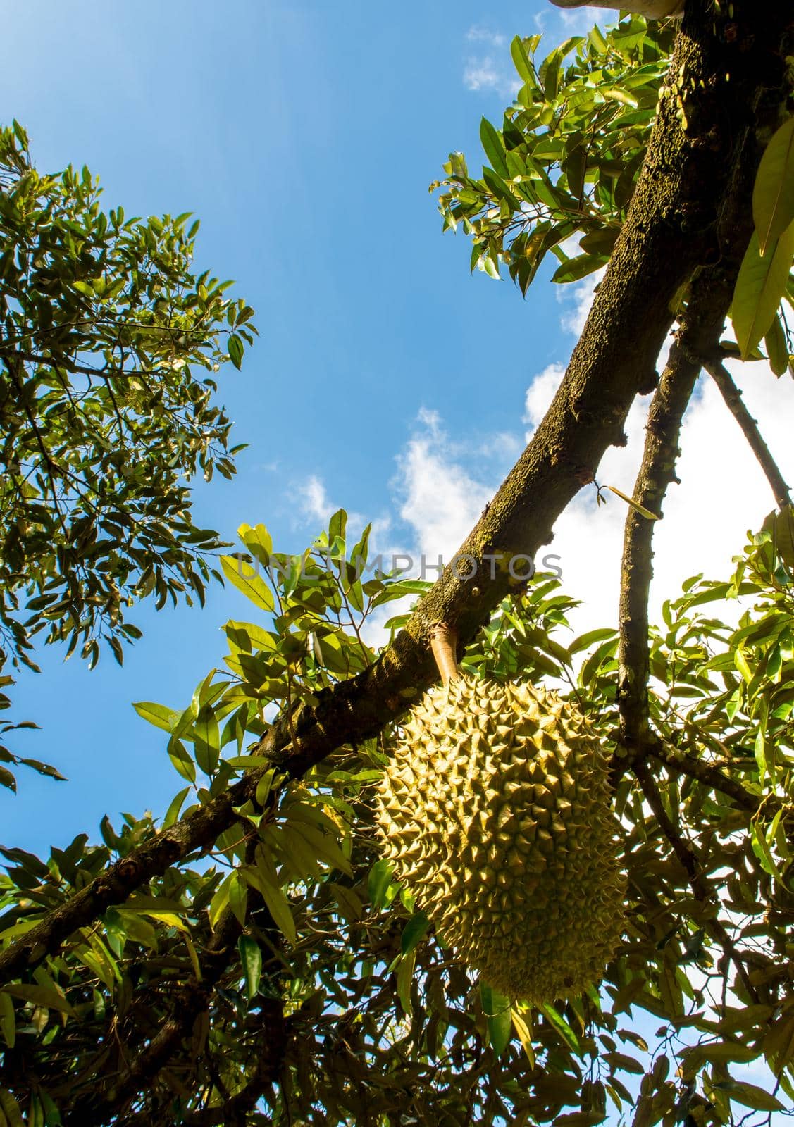 Big durian on the tree orchard by Satakorn