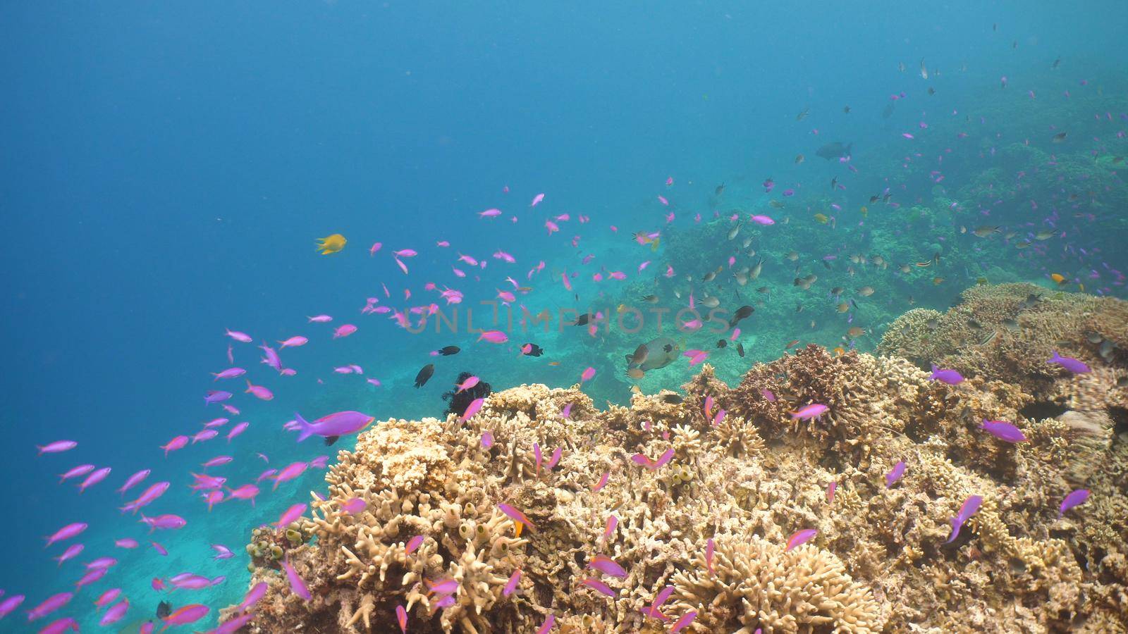 Fish and coral reef. Tropical fish on a coral reef. Wonderful and beautiful underwater world with corals and tropical fish. Hard and soft corals. Diving and snorkeling in the tropical sea. Travel concept.