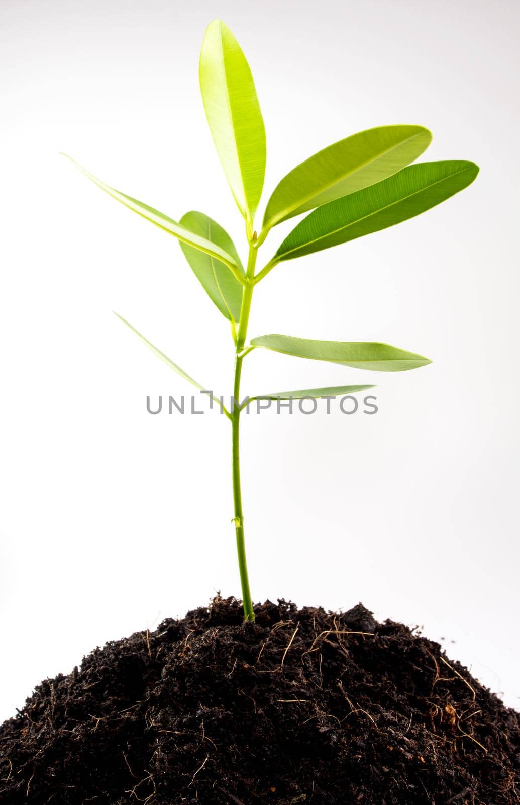 Freshness green leaves of Alexandrian laurel young plant sapling in black soil