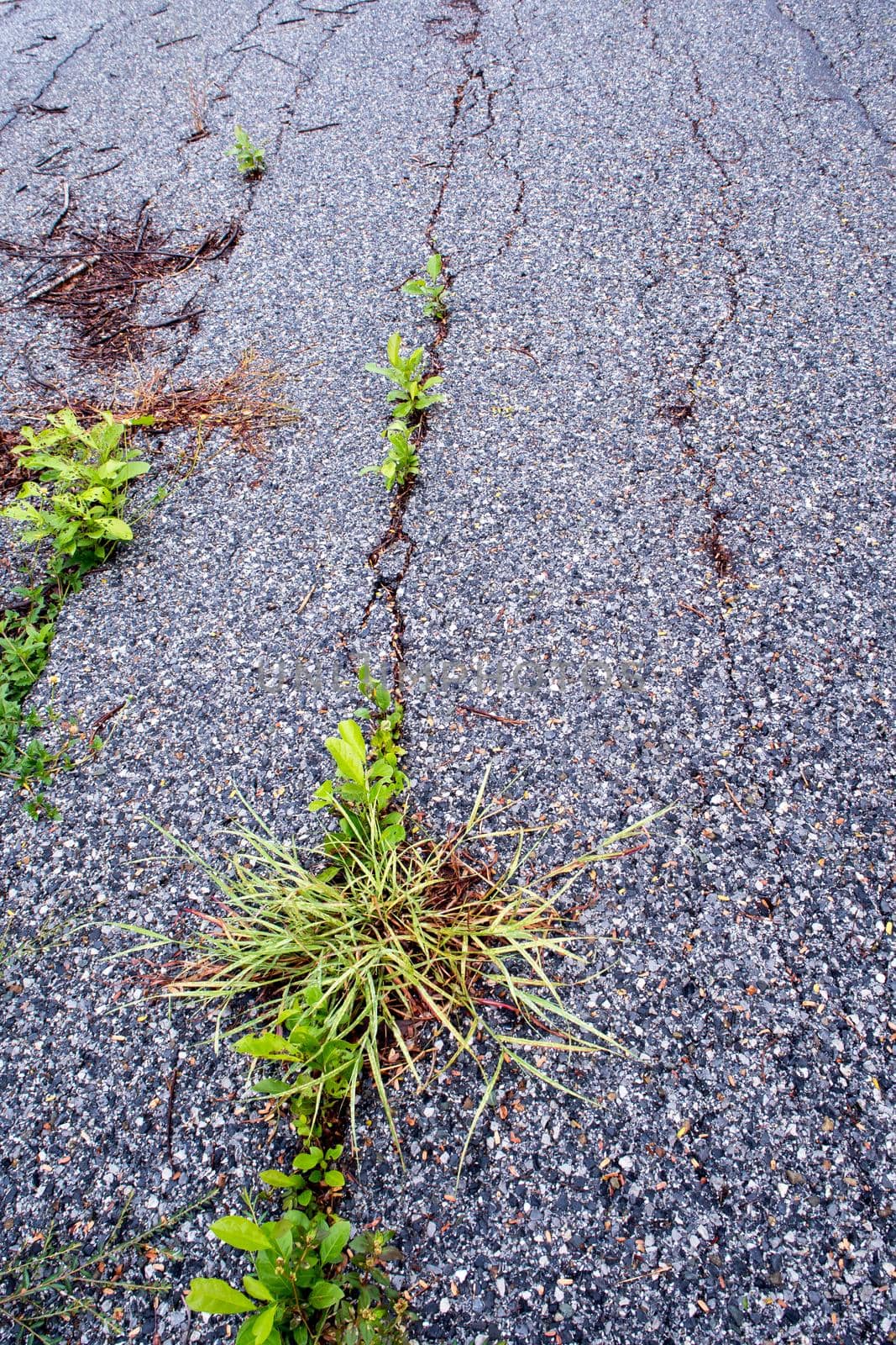 Plants in the cracks of the asphalt road by Satakorn