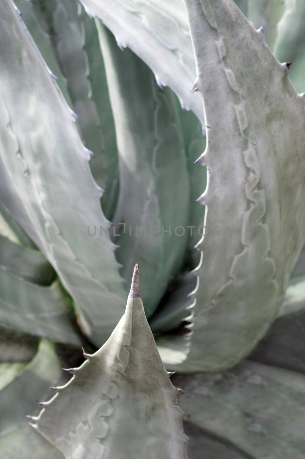 Agave succulent plant freshness texture on leaves surface with thorn of Agave americana