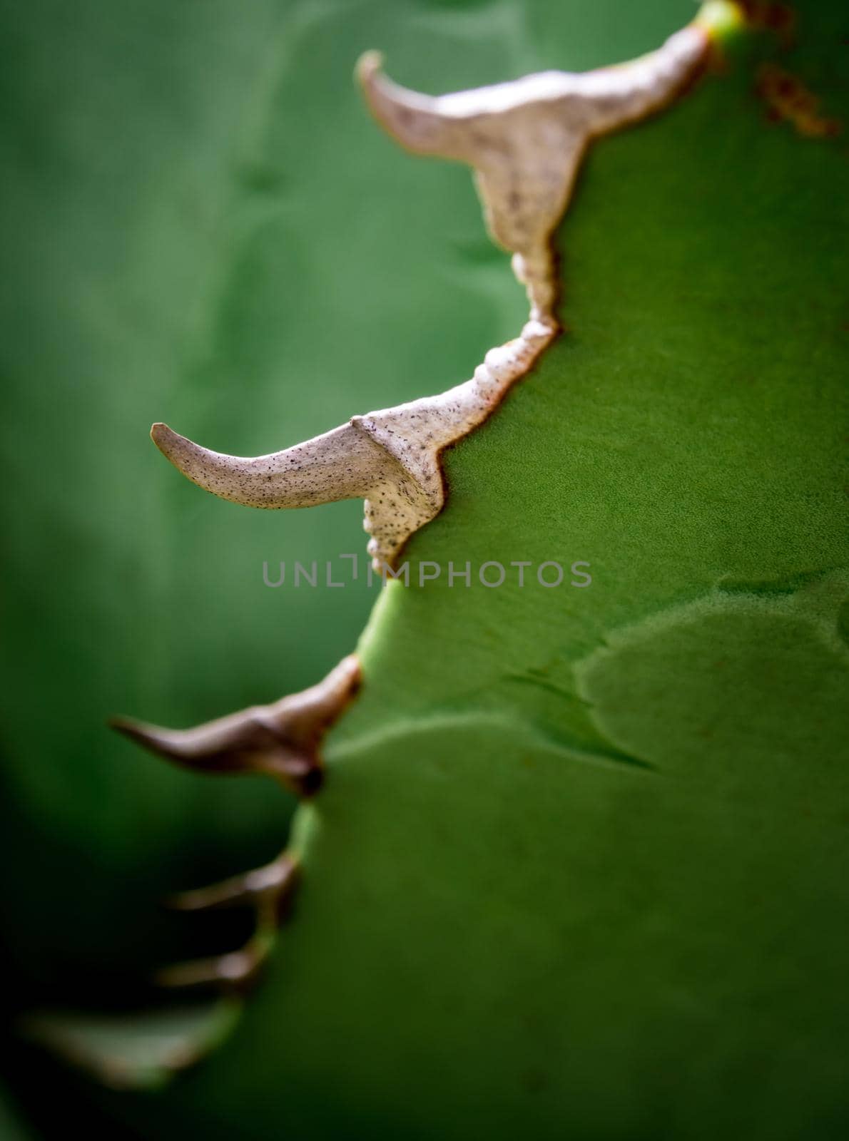 Agave succulent plant freshness texture on leaves surface with thorn of Agave titanota Gentry