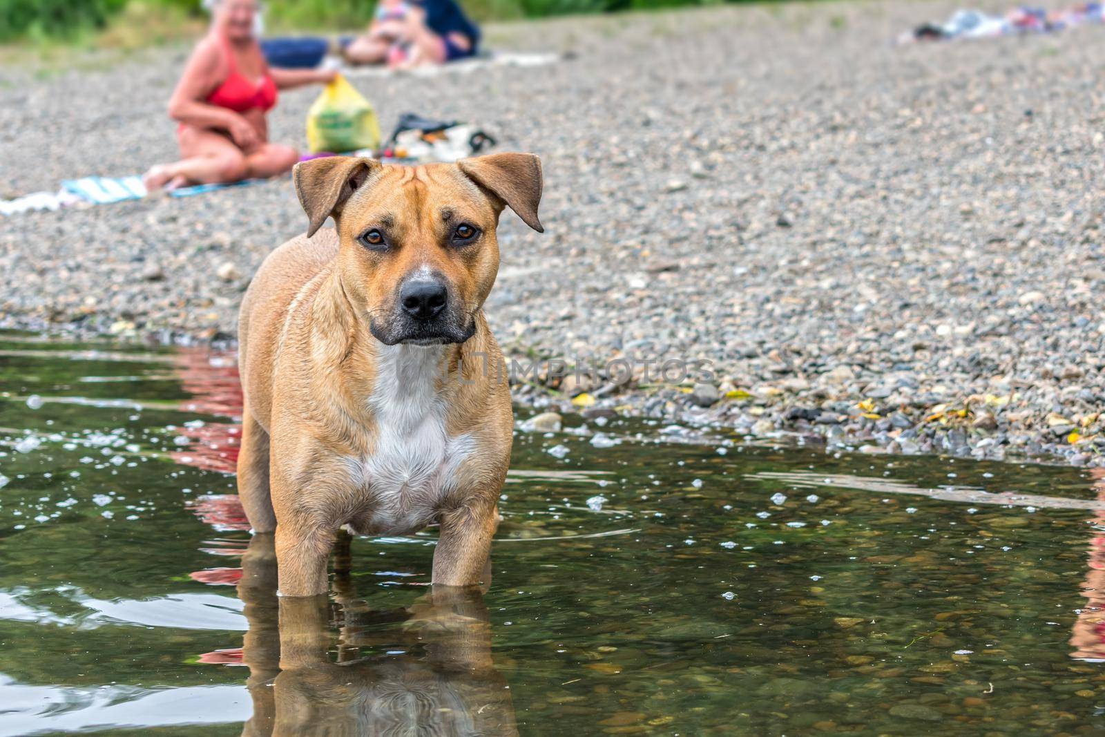 A pitbull dog with a sad look stands in the water of a lake near the beach