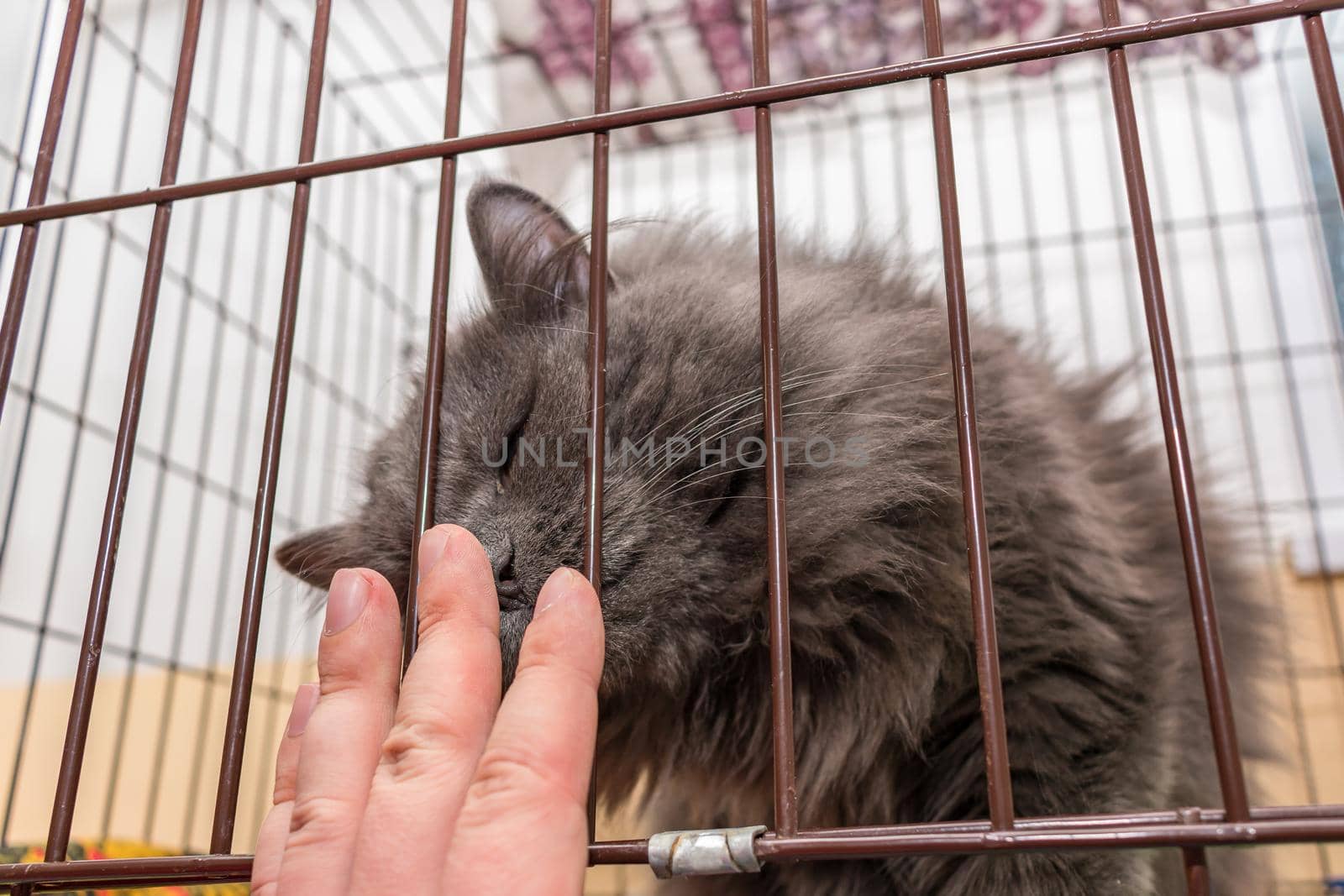 A fluffy cat in a cage at an animal shelter sniffs the hand of its new owner