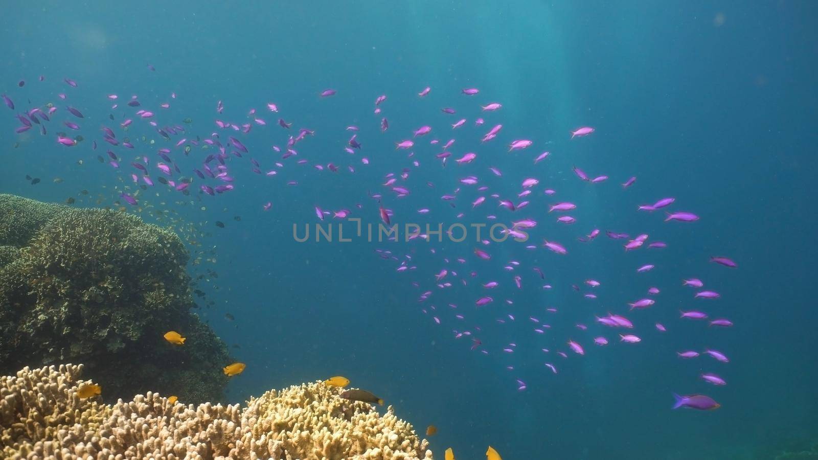Fish and coral reef. Tropical fish on a coral reef. Wonderful and beautiful underwater world with corals and tropical fish. Hard and soft corals. Diving and snorkeling in the tropical sea. Travel concept.