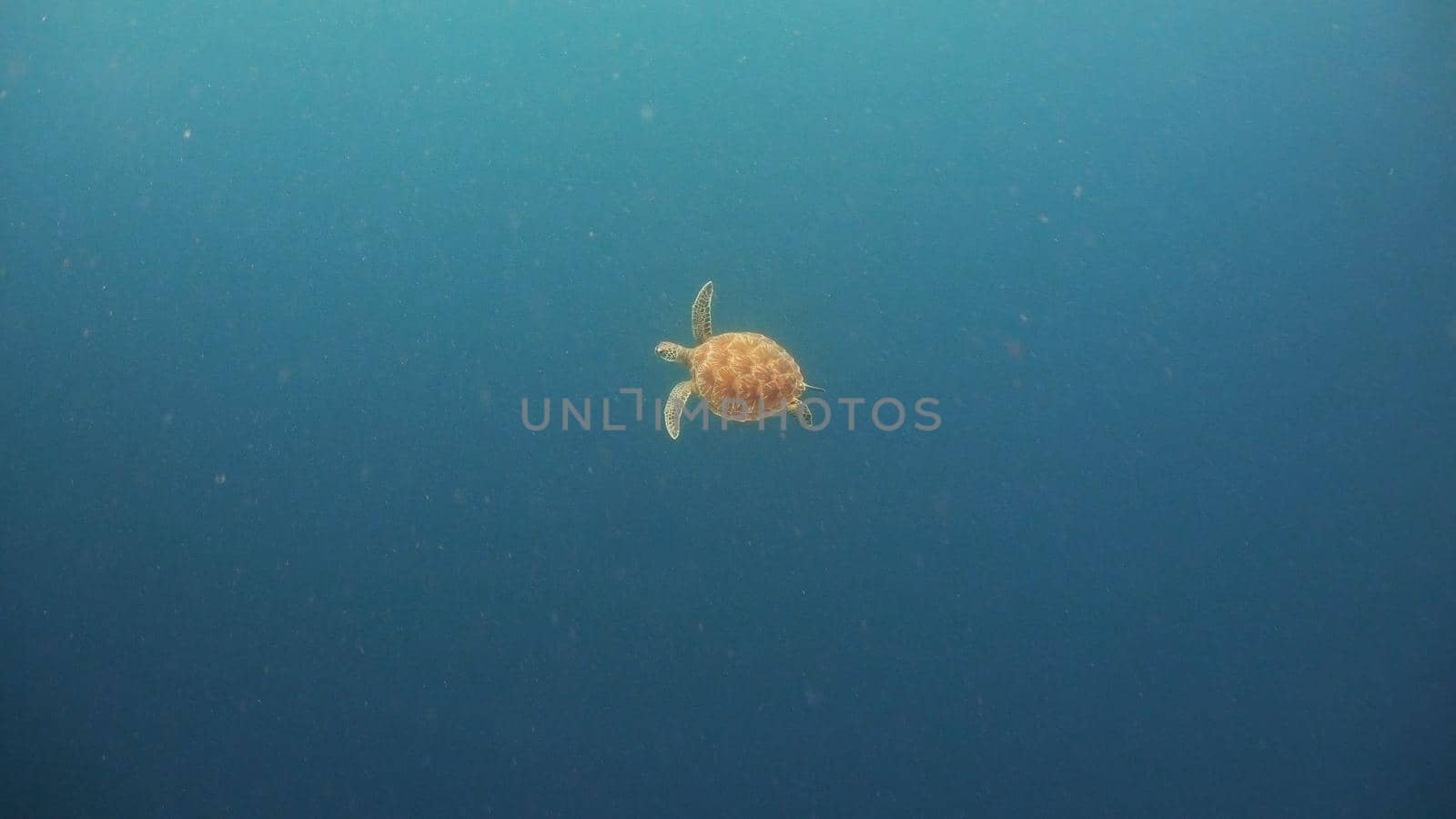 Sea turtle swimming underwater in the sea. Turtle moves its flippers in the ocean under water in the rays of the sun. Wonderful and beautiful underwater world. Diving and snorkeling the tropical sea. Philippines.