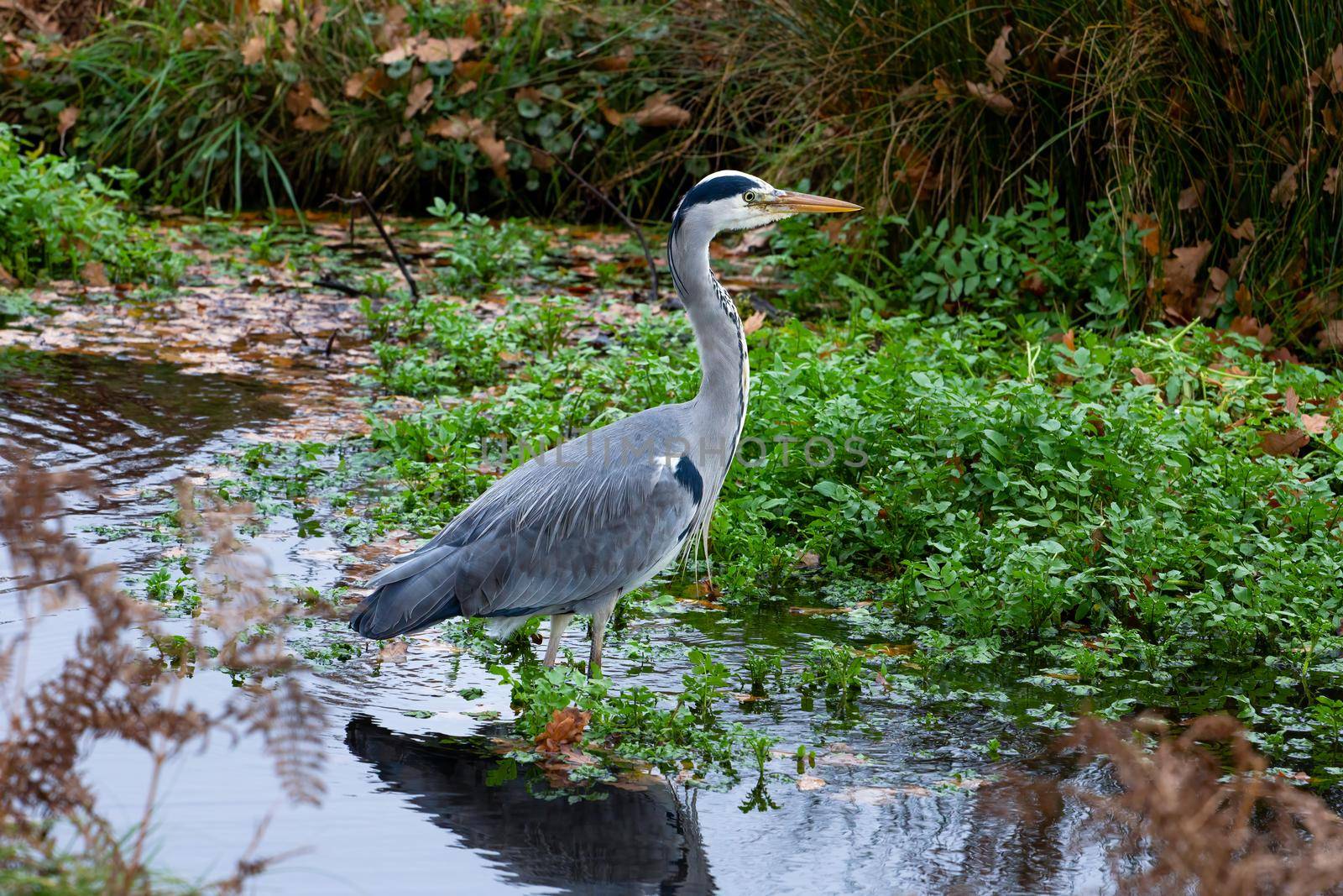 Grey heron hunting for food by magicbones