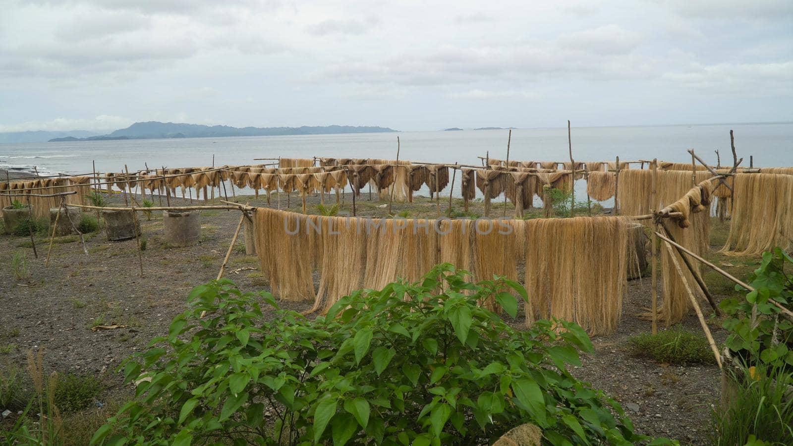 Abaca fiber, known as Manila Hemp, drying in an island village. abaca rope. Fbers are dried palm trees on the beach. Philippines