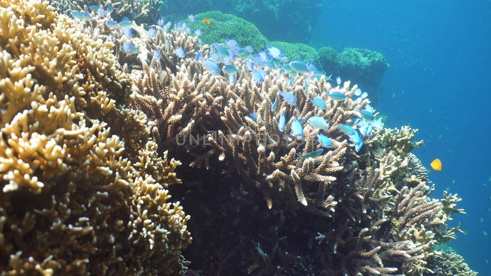 Fish and coral reef. Tropical fish on a coral reef. Wonderful and beautiful underwater world with corals and tropical fish. Hard and soft corals. Diving and snorkeling in the tropical sea. Travel concept.
