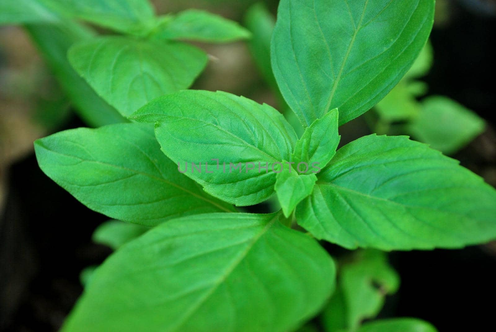 Basil is an important plant for food.
