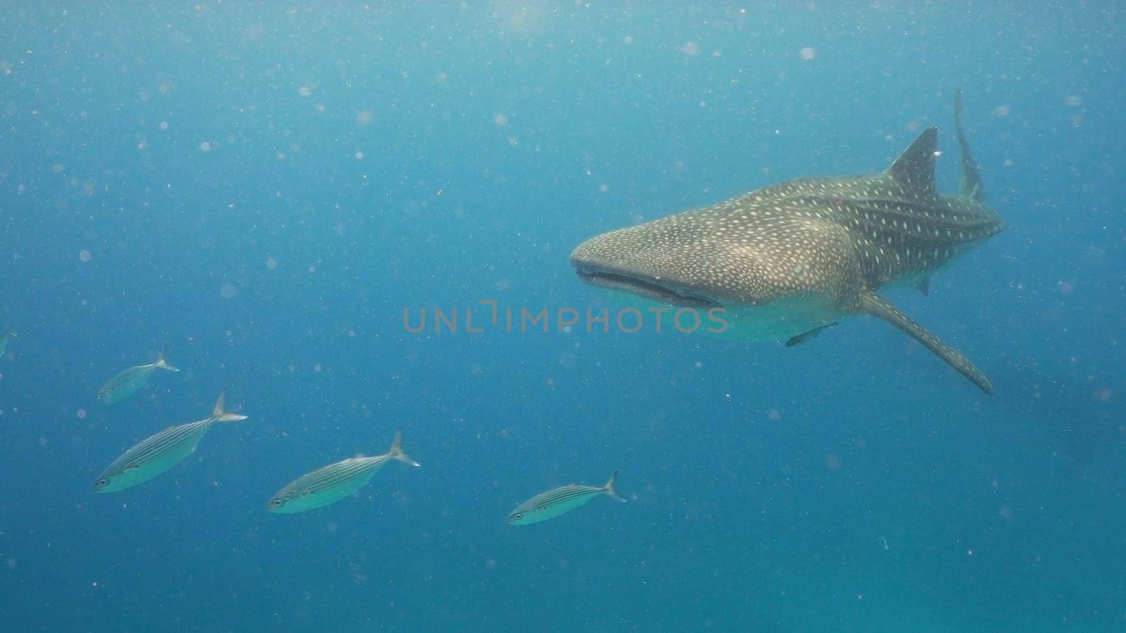Whale Shark swimming in the clear blue water. Rhincodon typus. Whale shark underwater. Philippines, Oslob.. Wonderful and beautiful underwater world.