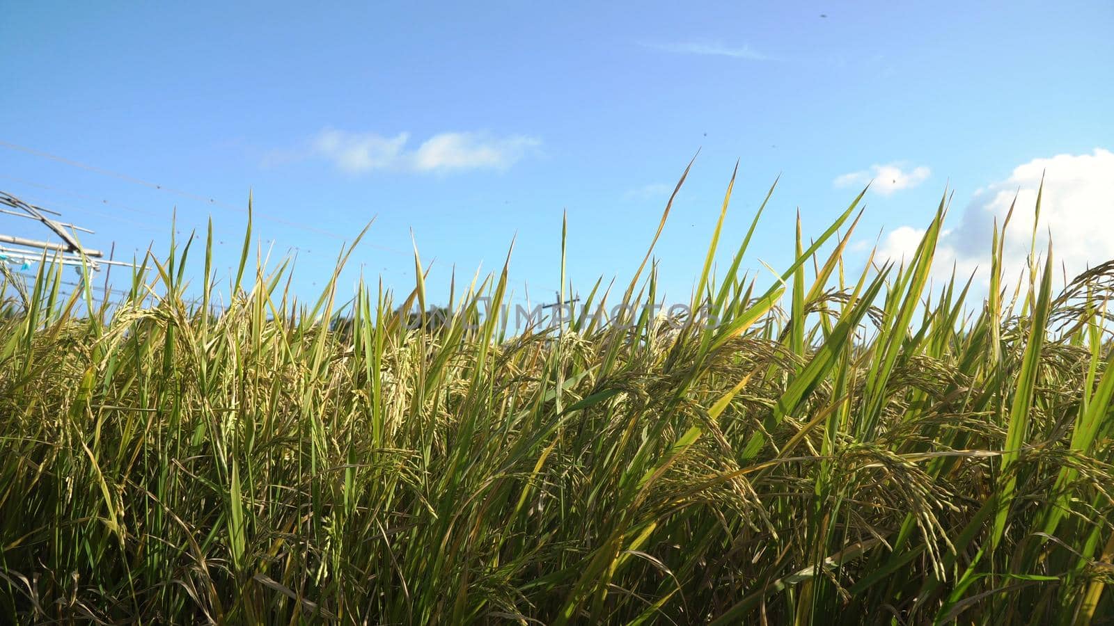 Rice plant in paddy field. Rice field with yellowish green grass, blue sky, cloud, cloudy landscape. Terrace rice field. Philippines.