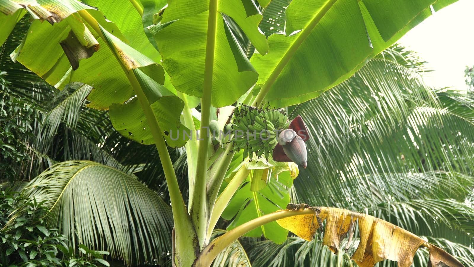 Green bananas on a tree. Bunch of bananas on tree.
