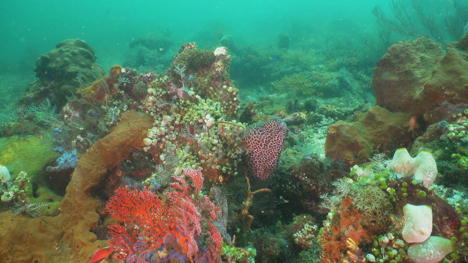 Moray eel on coral reef. Underwater world with corals and tropical fish. Diving and snorkeling in the tropical sea. Travel concept. Bali,Indonesia.
