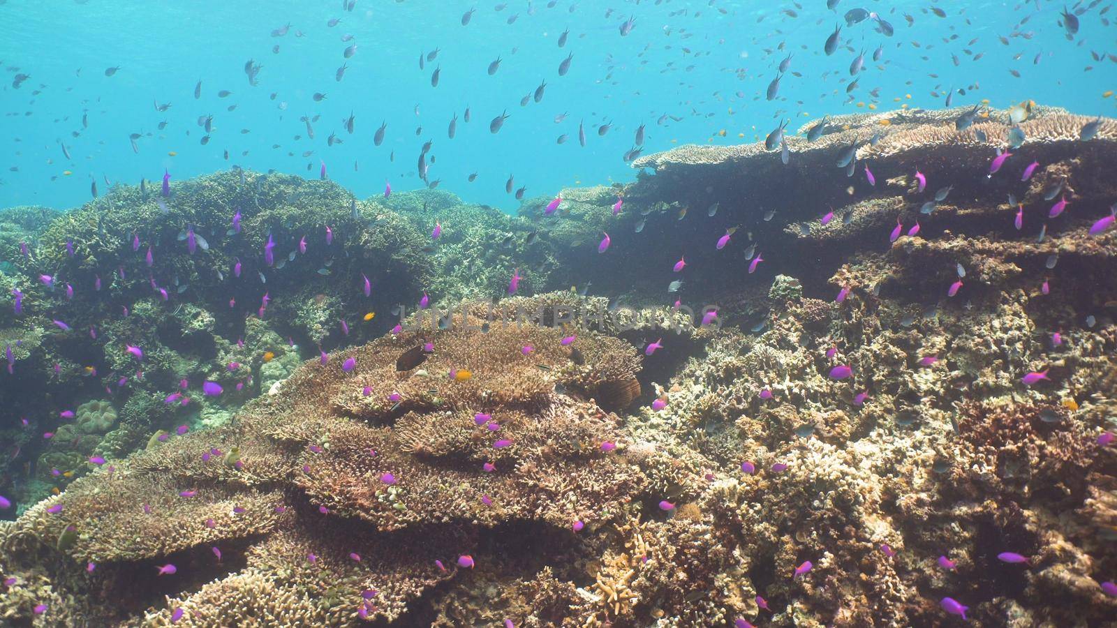 Fish and coral reef. Tropical fish on a coral reef. Wonderful and beautiful underwater world with corals and tropical fish. Hard and soft corals. Diving and snorkeling in the tropical sea. Travel concept.