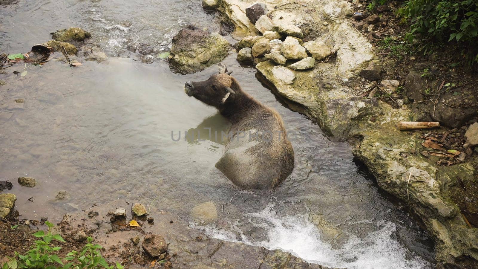 Asian bull cooled in a mountain river in the Philippines. Black bull lying in the river.