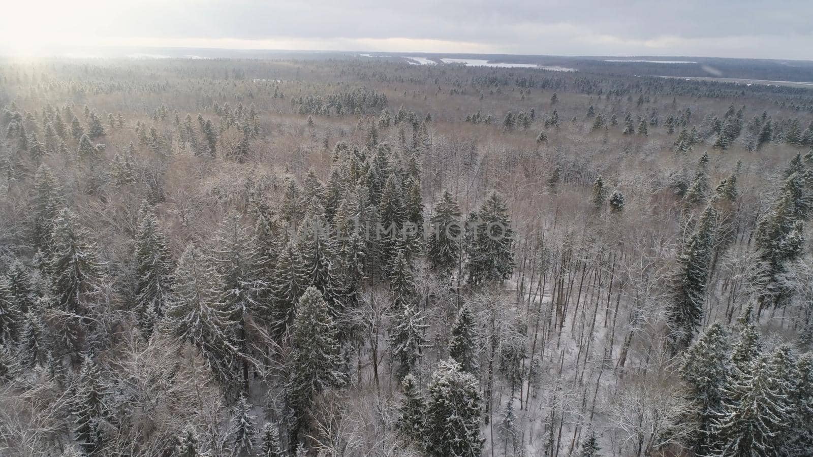 Aerial view: winter forest. Snowy tree branch in a view of the winter forest. Winter landscape, forest, trees covered with frost, snow.