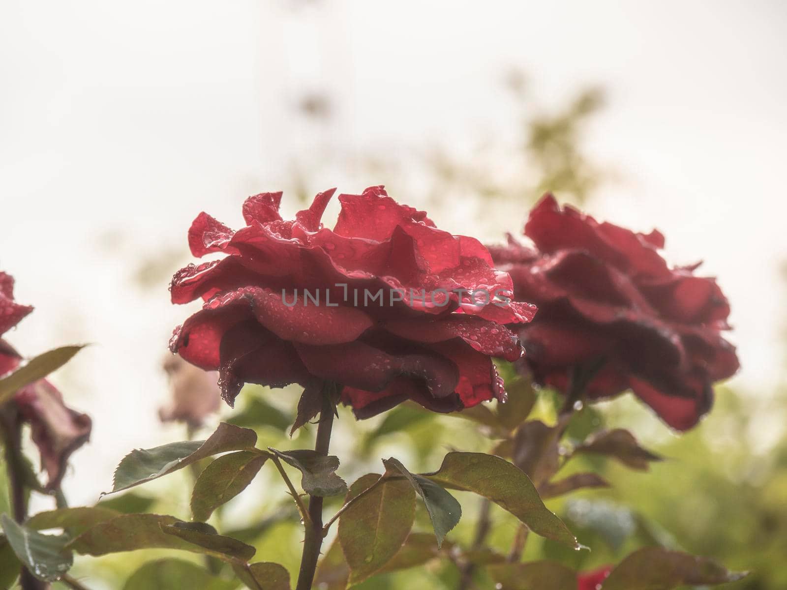 red rose in the garden close up