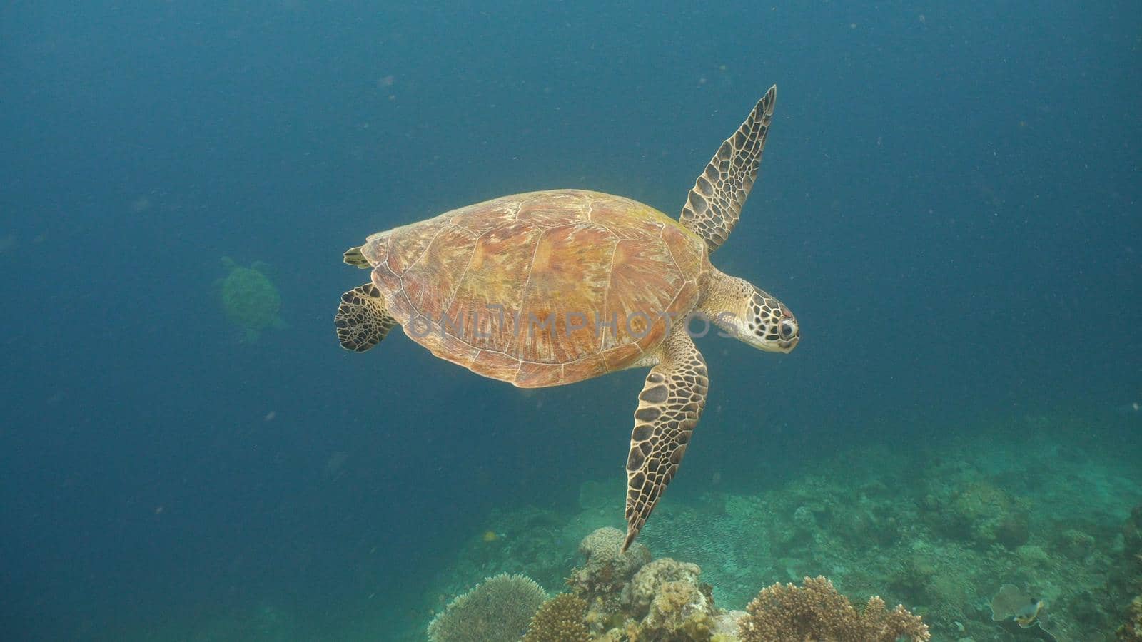 Sea turtle swimming underwater over corals. Sea turtle moves its flippers in the ocean under water. Wonderful and beautiful underwater world. Diving and snorkeling in the tropical sea. Philippines.