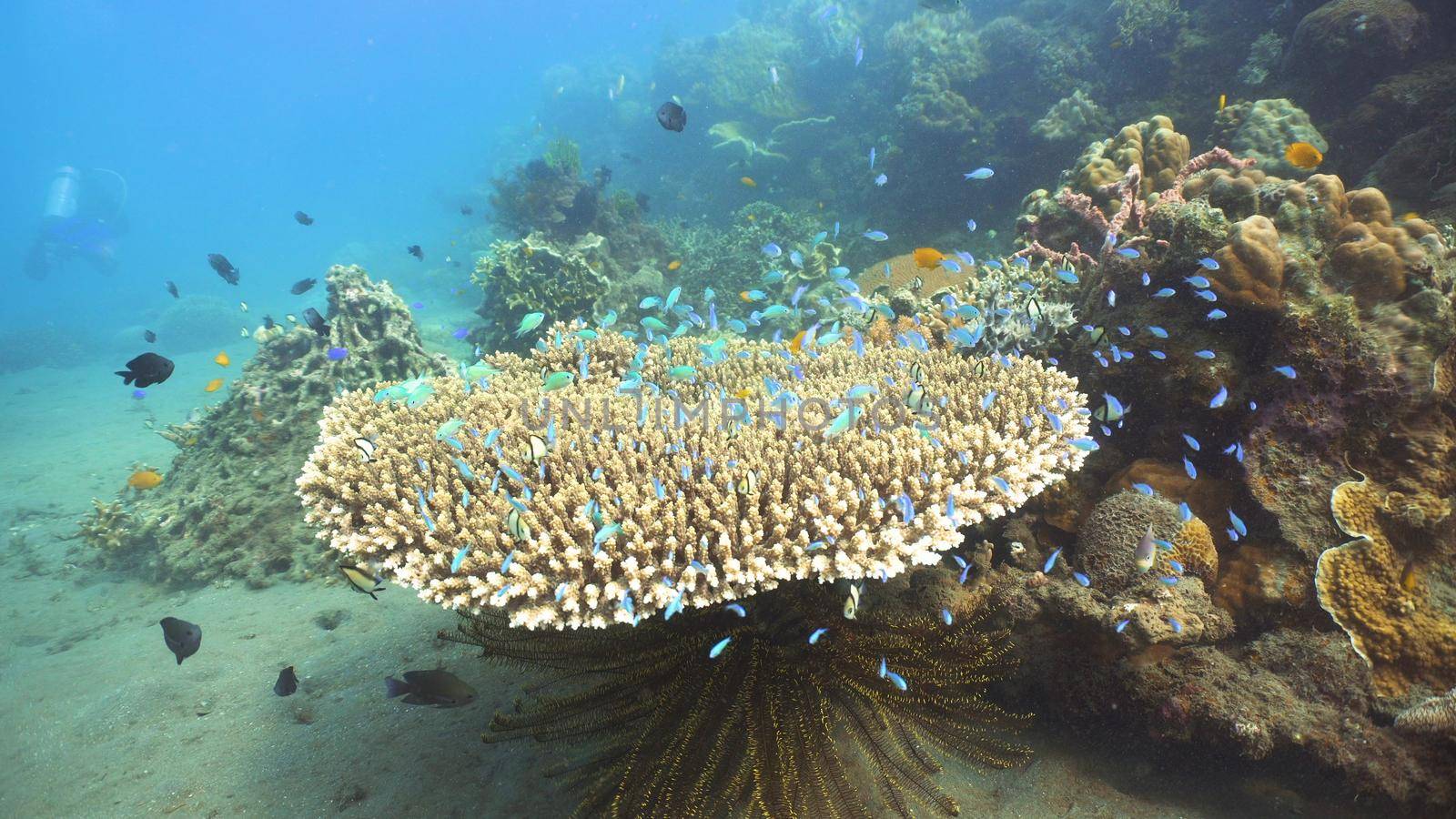 Fish and coral reef. Tropical fish on a coral reef. Wonderful and beautiful underwater world with corals and tropical fish. Hard and soft corals. Diving and snorkeling in the tropical sea. Travel concept.