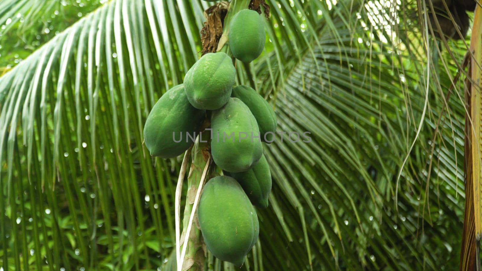 Papaya Fruits of Papaya tree in garden in Philippines. Nature fresh green papaya on tree with fruits