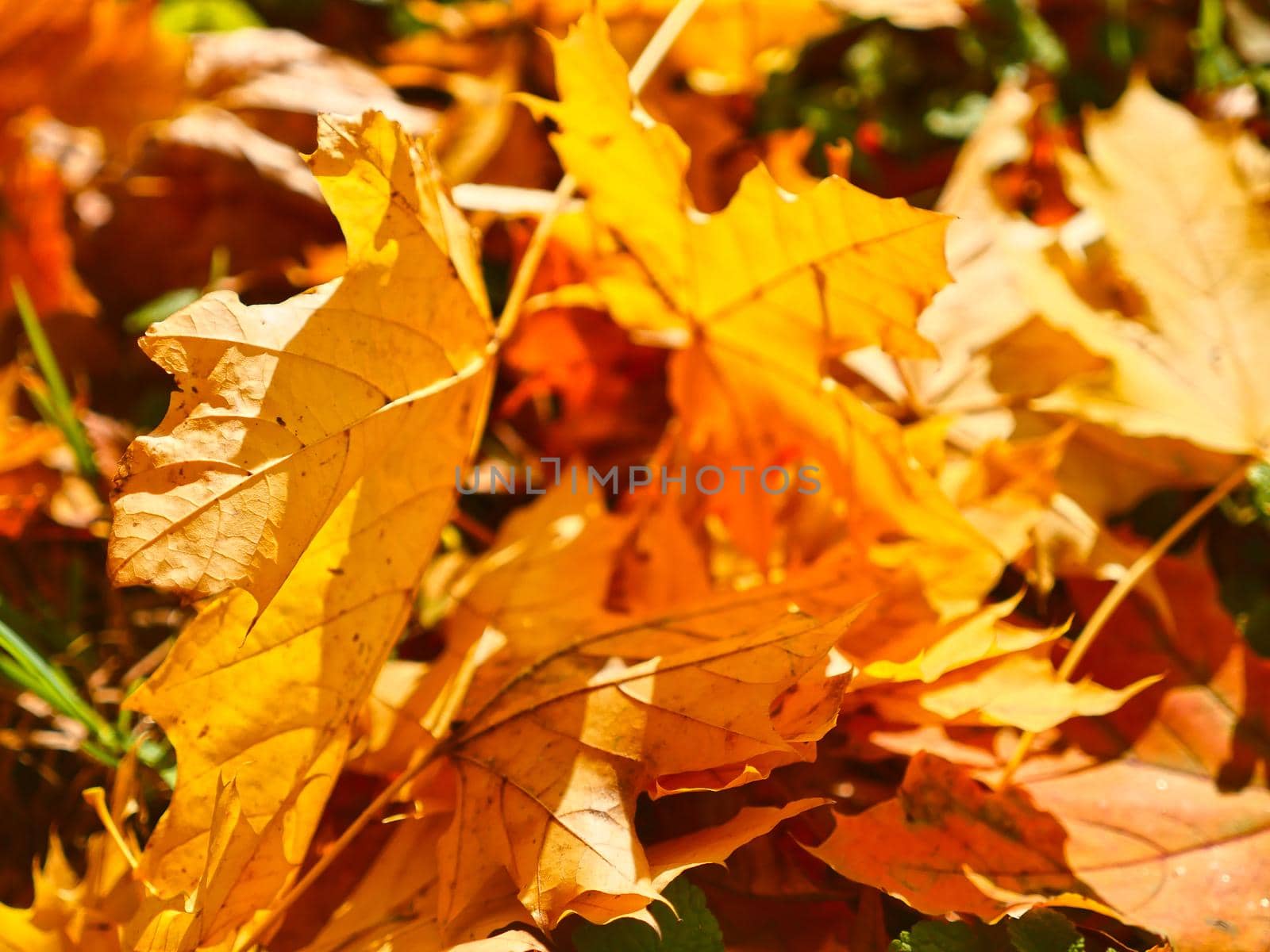 autumn leaves on the ground by alex_nako