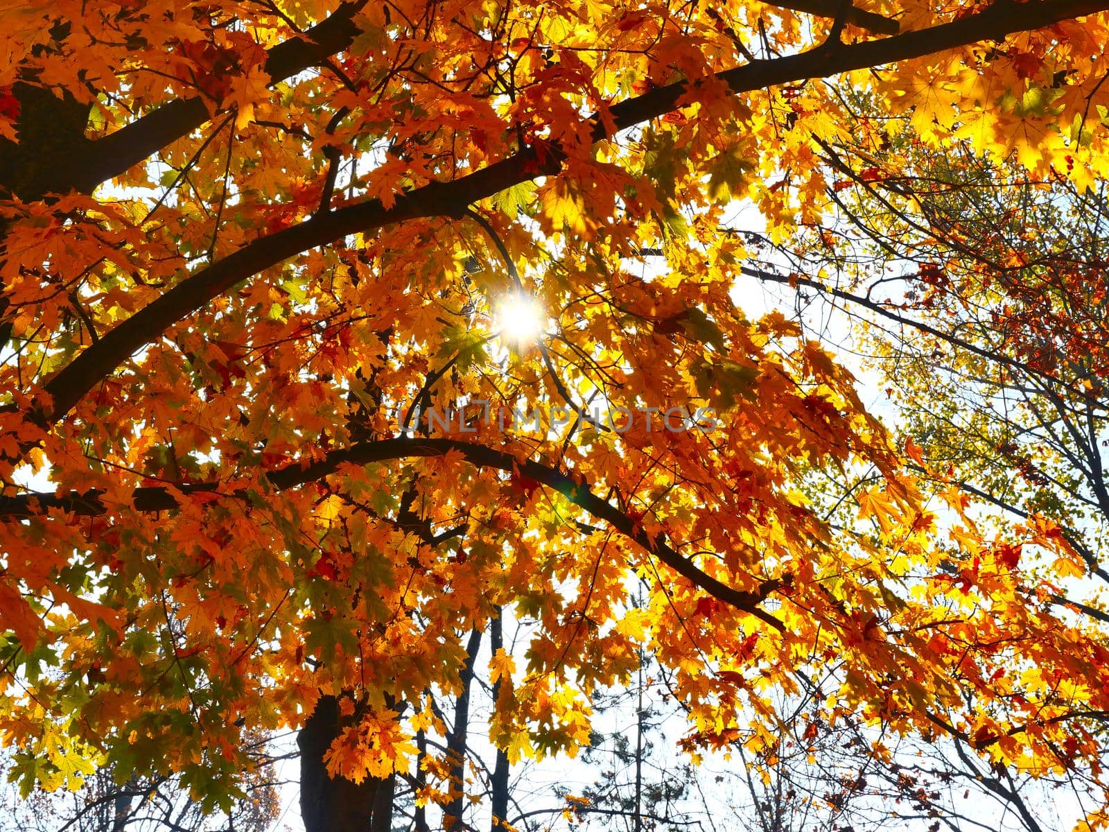 Autumn Landscape Fall Scene Trees by alex_nako
